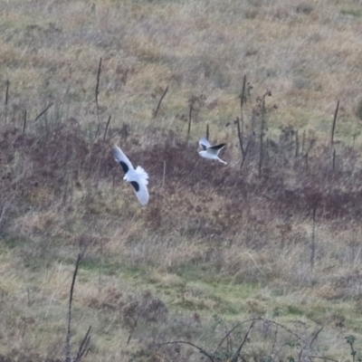 Elanus axillaris (Black-shouldered Kite) at Molonglo Valley, ACT - 9 Jun 2023 by RodDeb
