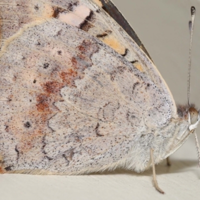 Junonia villida (Meadow Argus) at Wellington Point, QLD - 9 Apr 2023 by TimL