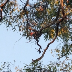 Callocephalon fimbriatum (Gang-gang Cockatoo) at Garran, ACT - 2 Mar 2023 by dougsky