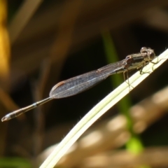 Austrolestes leda (Wandering Ringtail) at Braemar, NSW - 7 Jun 2023 by Curiosity