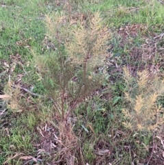 Acacia boormanii (Snowy River Wattle) at Hackett, ACT - 9 Jun 2023 by waltraud