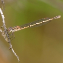 Austrolestes leda (Wandering Ringtail) at Braemar, NSW - 9 Jun 2023 by Curiosity