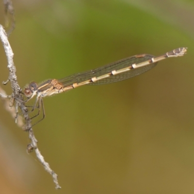 Austrolestes leda (Wandering Ringtail) at Braemar, NSW - 9 Jun 2023 by Curiosity