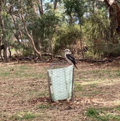 Dacelo novaeguineae (Laughing Kookaburra) at Hackett, ACT - 9 Jun 2023 by waltraud