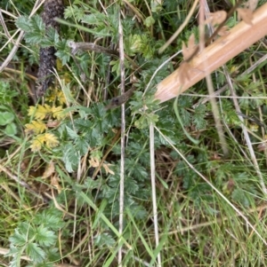 Acaena (genus) at Campbell, ACT - 9 Jun 2023 11:00 AM