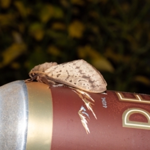 Oxycanus silvanus at Macgregor, ACT - 8 Jun 2023