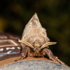 Oxycanus silvanus at Macgregor, ACT - 8 Jun 2023