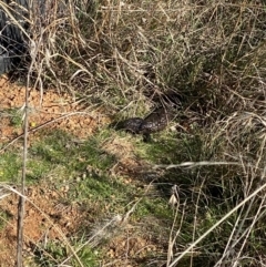 Tiliqua rugosa (Shingleback Lizard) at Campbell, ACT - 10 Jun 2023 by echidna11