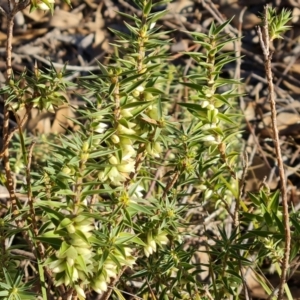 Melichrus urceolatus at Jerrabomberra, ACT - 10 Jun 2023