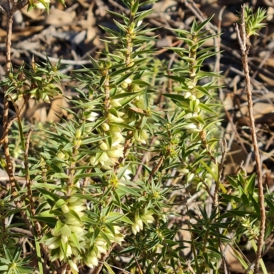 Melichrus urceolatus (Urn Heath) at Jerrabomberra, ACT - 10 Jun 2023 by Mike