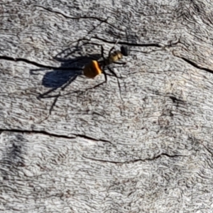 Polyrhachis ammon at Farrer, ACT - 10 Jun 2023