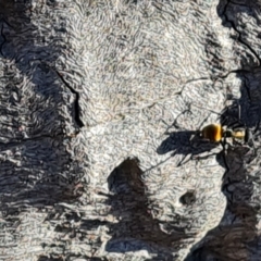 Polyrhachis ammon at Farrer, ACT - 10 Jun 2023