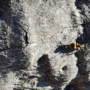 Polyrhachis ammon at Farrer, ACT - 10 Jun 2023