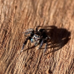 Jotus auripes (Jumping spider) at Ainslie, ACT - 10 Jun 2023 by Hejor1