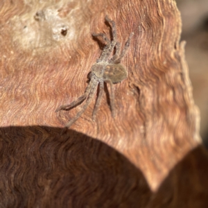 Sparassidae (family) at Ainslie, ACT - 10 Jun 2023