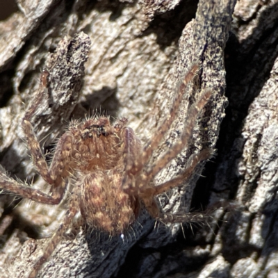 Sparassidae (family) (A Huntsman Spider) at Ainslie, ACT - 10 Jun 2023 by Hejor1