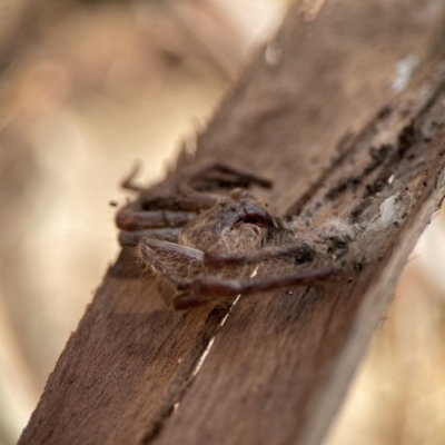 Isopeda canberrana (Canberra Huntsman Spider) at Ainslie, ACT - 10 Jun 2023 by Hejor1