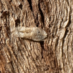 Ledromorpha planirostris at Ainslie, ACT - 10 Jun 2023 11:17 AM