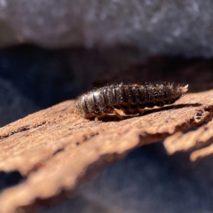 Lagriini sp. (tribe) at Ainslie, ACT - 10 Jun 2023 11:32 AM