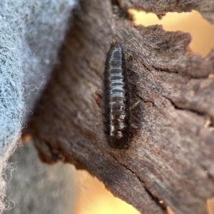 Lagriini sp. (tribe) at Ainslie, ACT - 10 Jun 2023 11:32 AM