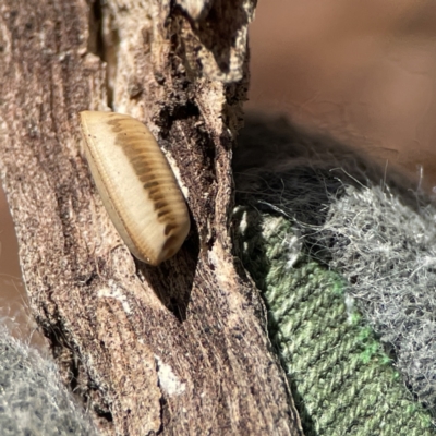 Ellipsidion sp. (genus) (A diurnal cockroach) at Ainslie, ACT - 10 Jun 2023 by Hejor1