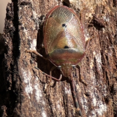 Amphaces sp. (genus) at suppressed - 10 Jun 2023