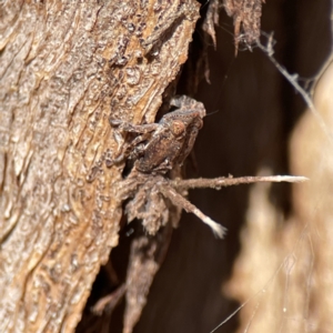 Platybrachys sp. (genus) at Ainslie, ACT - 10 Jun 2023