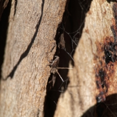 Platybrachys sp. (genus) at Ainslie, ACT - 10 Jun 2023