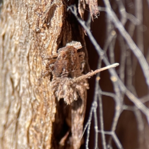 Platybrachys sp. (genus) at Ainslie, ACT - 10 Jun 2023