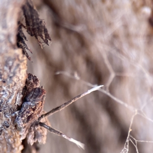 Platybrachys sp. (genus) at Ainslie, ACT - 10 Jun 2023