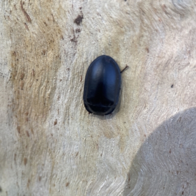 Pterohelaeus striatopunctatus (Darkling beetle) at Braddon, ACT - 10 Jun 2023 by Hejor1