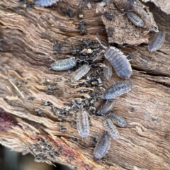 Porcellio scaber (Common slater) at Ainslie, ACT - 10 Jun 2023 by Hejor1