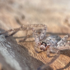 Sparassidae (family) (A Huntsman Spider) at Braddon, ACT - 10 Jun 2023 by Hejor1