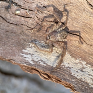 Sparassidae (family) at Braddon, ACT - 10 Jun 2023 10:57 AM