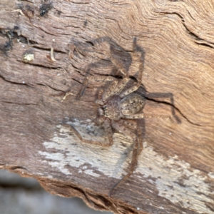 Sparassidae (family) at Braddon, ACT - 10 Jun 2023 10:57 AM