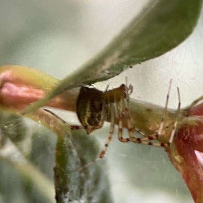 Theridion pyramidale (Tangle-web spider) at Ainslie, ACT - 10 Jun 2023 by Hejor1