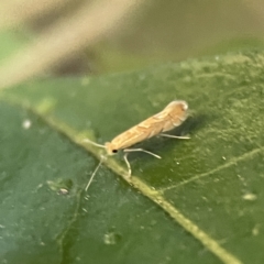 Phyllonorycter messaniella (Zeller's Midget, Gracillariidae) at Ainslie, ACT - 10 Jun 2023 by Hejor1