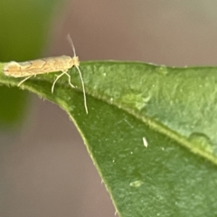 Phyllonorycter messaniella at Ainslie, ACT - 10 Jun 2023 10:25 AM