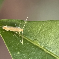 Phyllonorycter messaniella at Ainslie, ACT - 10 Jun 2023 10:25 AM