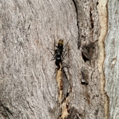 Camponotus aeneopilosus at Ainslie, ACT - 10 Jun 2023 12:20 PM