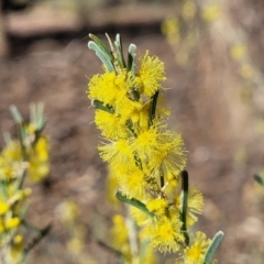 Acacia flexifolia (Bent-leaf Wattle) at Combaning State Conservation Area - 10 Jun 2023 by trevorpreston