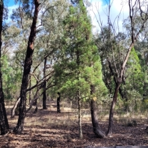 Callitris endlicheri at Combaning, NSW - 10 Jun 2023