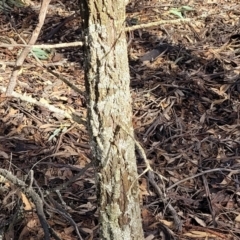 Callitris endlicheri at Combaning, NSW - 10 Jun 2023