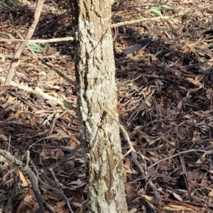 Callitris endlicheri at Combaning, NSW - 10 Jun 2023