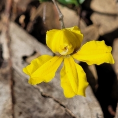 Goodenia hederacea subsp. hederacea (Ivy Goodenia, Forest Goodenia) at Combaning State Conservation Area - 10 Jun 2023 by trevorpreston