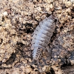 Isopoda (order) at Combaning State Conservation Area - 10 Jun 2023 by trevorpreston