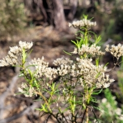 Cassinia quinquefaria (Rosemary Cassinia) at Combaning State Conservation Area - 10 Jun 2023 by trevorpreston