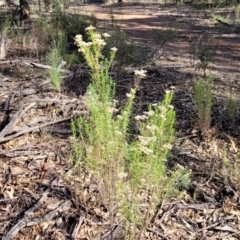 Cassinia quinquefaria at Combaning, NSW - 10 Jun 2023