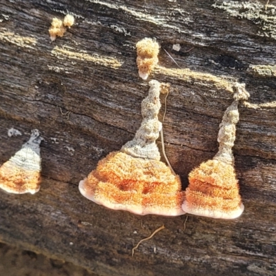 Xylobolus illudens (Purplish Stereum) at Combaning, NSW - 10 Jun 2023 by trevorpreston