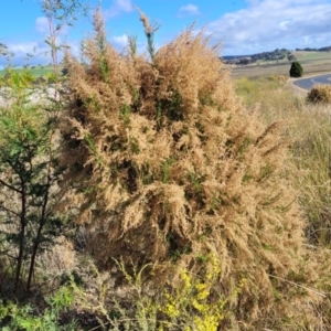 Cassinia sifton at Dirnaseer, NSW - 10 Jun 2023